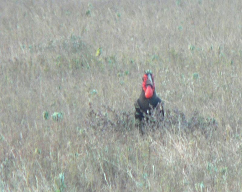 JAR 205_ptak.JPG - Sluníčko zapadalo za obzor, my se pomalu blížili ke kempu a skoro jsme nestačili fotit stále nová zvířata. Tento červený pták s anglickým jménem Southern ground hornbil se v češtině jmenuje Zoborožec jihoafrický.